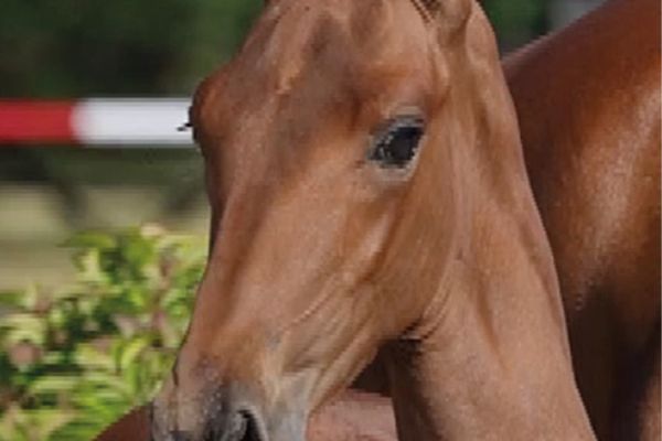 68 Ayrton O Z 68 Ayrton O Z