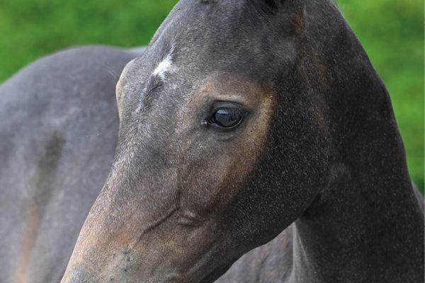 74 Cesar d'Ecaussinnes Z 74 Cesar d'Ecaussinnes Z