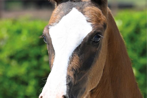 78 Captain Cooper Z 78 Captain Cooper Z