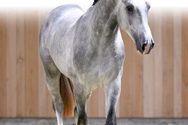 05 Ugo de Vy Z 05 Ugo de Vy Z