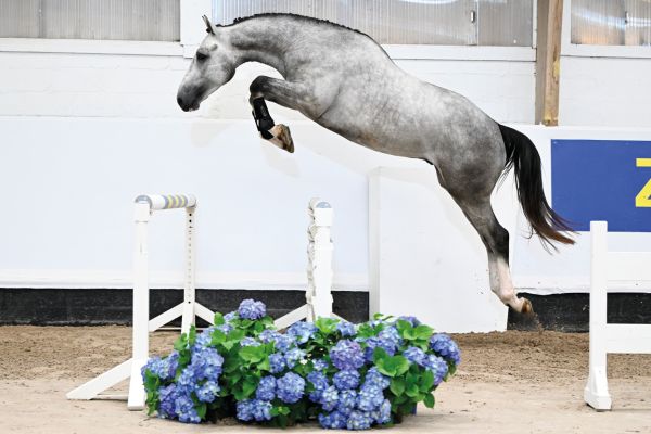 05 Ugo de Vy Z 05 Ugo de Vy Z