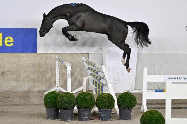 hengstenkeuring hengstenkeuring