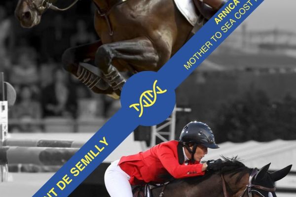 Embryo Diamant de Semilly x Arnica Embryo Diamant de Semilly x Arnica