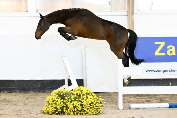 Qubic van't Huka Z  Qubic van't Huka Z