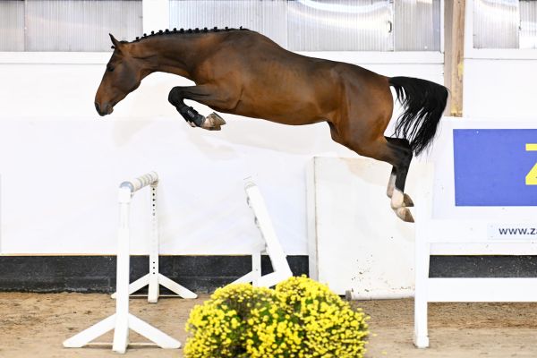 Laszlo M D'Asschaut Laszlo M D'Asschaut