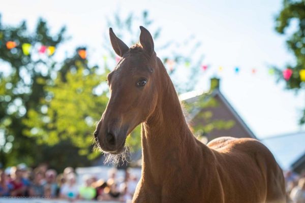 nieuws-katowice-vs-z-3-nicole-scholten-102109 nieuws-katowice-vs-z-3-nicole-scholten-102109