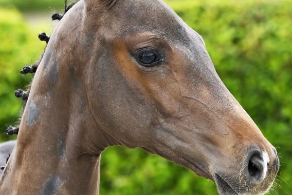 Chacco Blue x Diamant de Semilly Cadeau van 't Gebergte Z