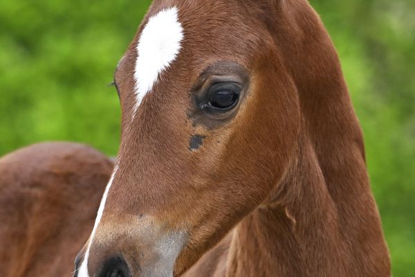 Chacco Blue x Indoctro Clondike vd Braembeier Z