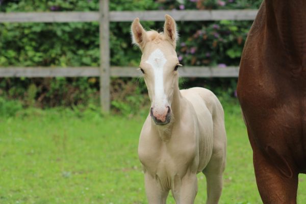 Dubaï du Bosquet Z  Dubaï du Bosquet Z