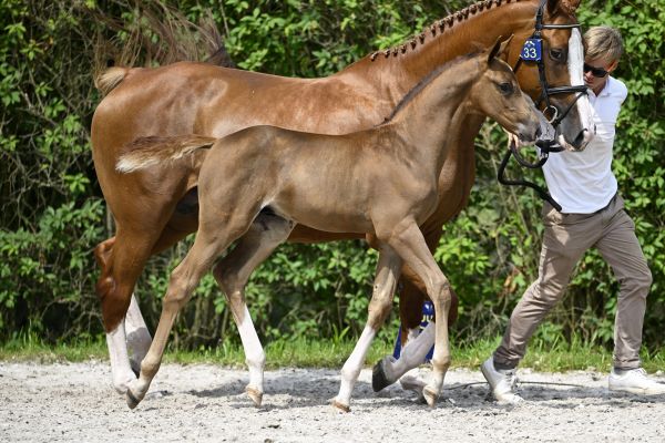 Echo van 't Spieveld x Balou du Rouet Equalizer Z