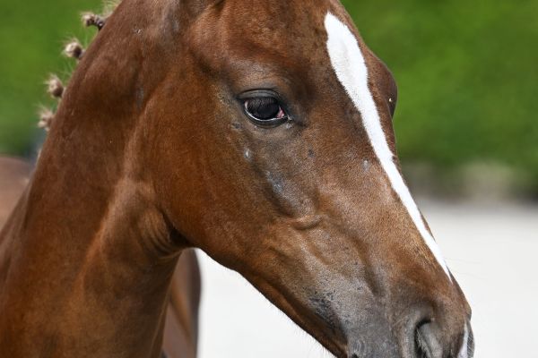 Emerald x Darco Emily in Paris Z