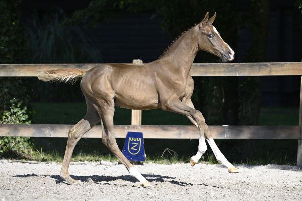 Corrado I x Cardento Corenta-D Z