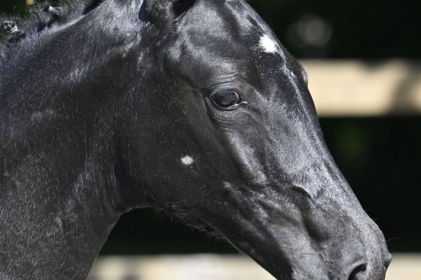 Quaprice Bois Margot x Diamant de Semilly Quaprina de Poteau Z