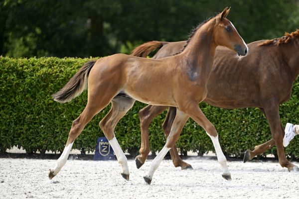 Berlin x Heartbreaker Bellini V.V. Z