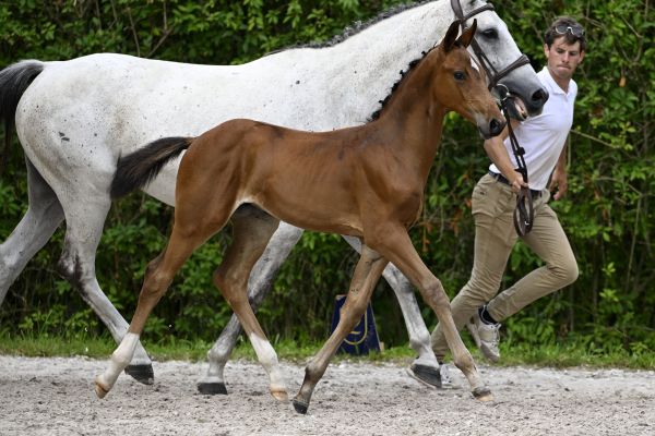 Chacco Blue x Heartbreaker C-Zar de Nyze Z