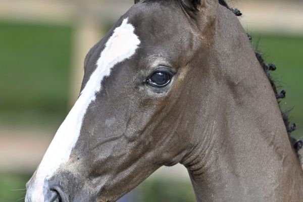 Amalfi 2000 Z Amalfi 2000 Z