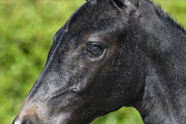 Dame Blanche van WW Z Dame Blanche van WW Z