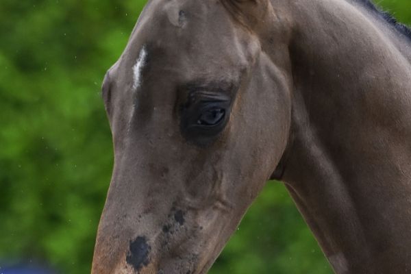 Dream Off Bull's Eye Z Dream Off Bull's Eye Z