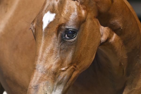 Comme  Celle-Là DVO Z Comme  Celle-Là DVO Z