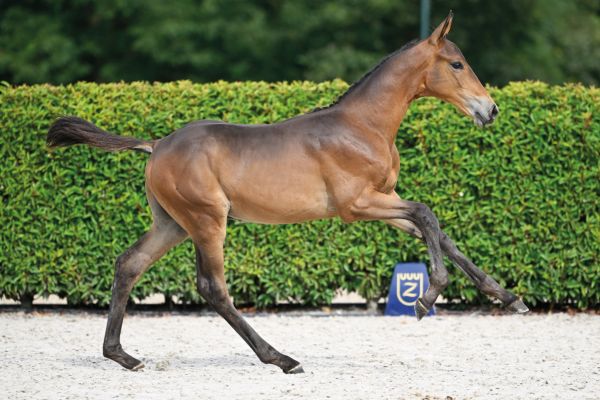 Koda vd Berghoeve Z Koda vd Berghoeve Z