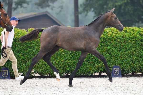 Ermes d'Grandin Z Ermes d'Grandin Z