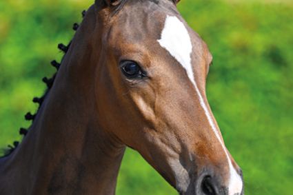 Cobara vd Berghoeve Z Cobara vd Berghoeve Z