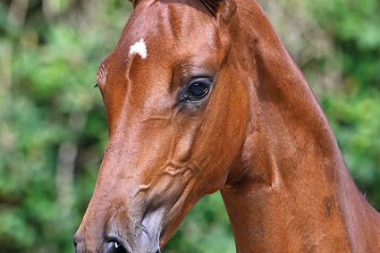 Campari KH Z Campari KH Z