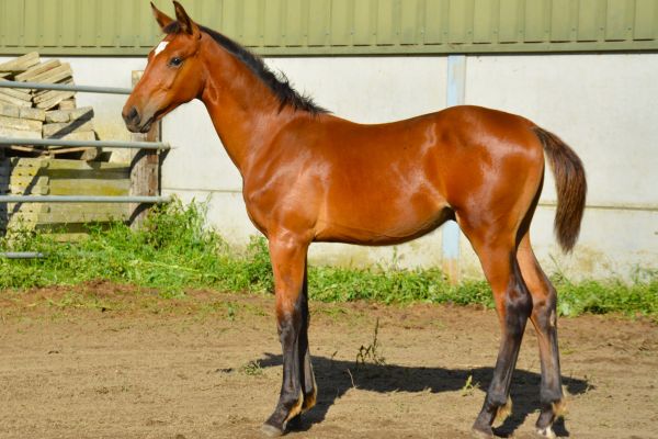 Caruzo Van Paebroek Z Caruzo Van Paebroek Z