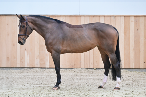 Chacco's Dame Z Chacco's Dame Z