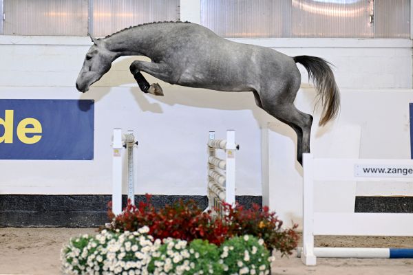 Carrasco Van Het Dravers-Hof Z Carrasco Van Het Dravers-Hof Z