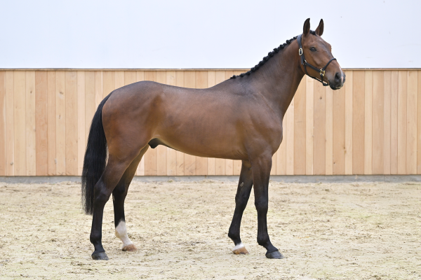 Palermo de Bo Z Palermo de Bo Z