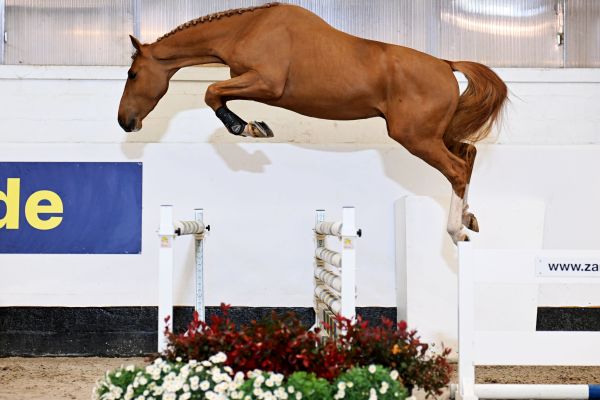 Rhythmo Kattenheye Donkhoeve Z
