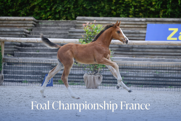 foal france