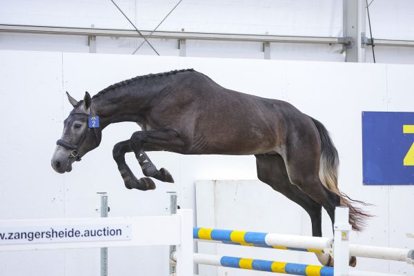 Kraken Plappecourt Z (Kassander van 't Roosakker Z x Connor) - ©Wil Smeets
