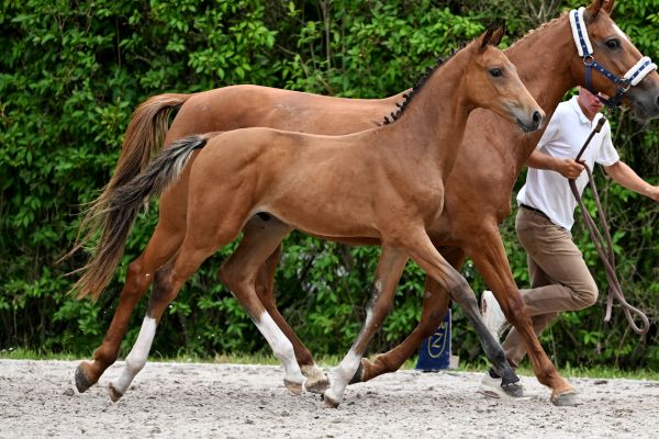 Calvador Royal GHM Z Calvador Royal GHM Z