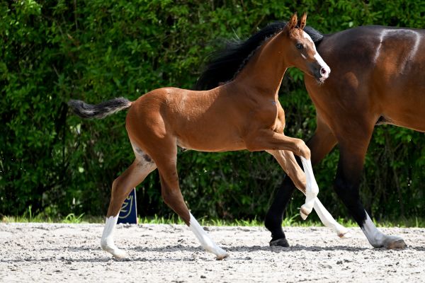 Cassandra vh Gouden Bit Z Cassandra vh Gouden Bit Z