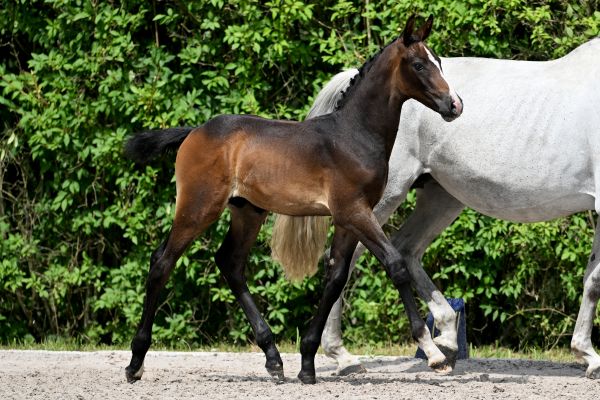 Excalibur Z Excalibur Z