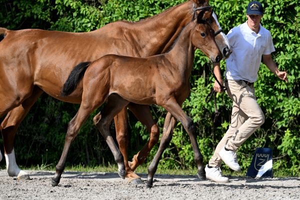 Dynamite Gold Leq Z Dynamite Gold Leq Z