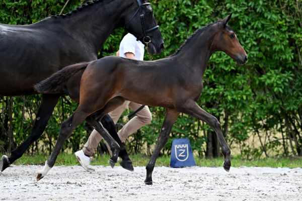 C Dancer van de Molenberg Z