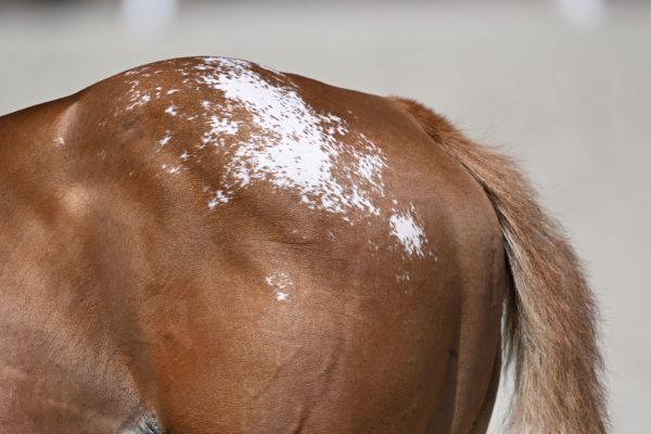 Juna VD Holsteinerhoeve Z