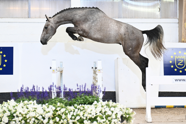 Aragon 2000 Z Aragon 2000 Z