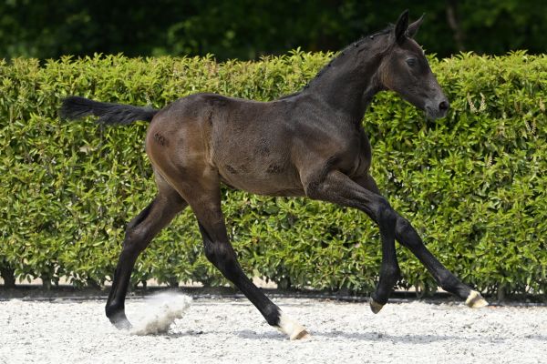 Coquette Quality Z 2 Coquette Quality Z 2