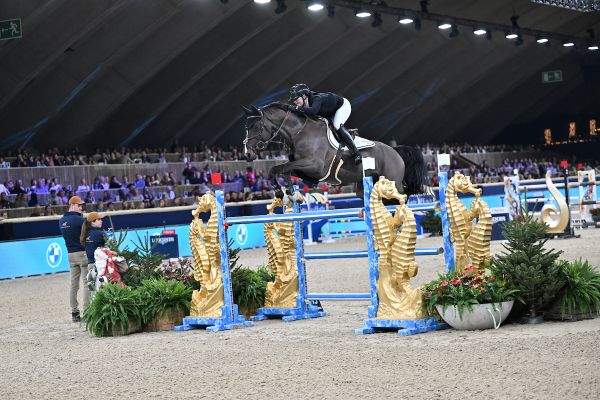 Karamba de Poteau Z - Elke Appeltans - &copy;Paardenfotograaf