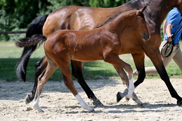 Tiffy Deluxe Z  Tiffy Deluxe Z