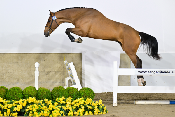 Chill Out Zoetendaele Z