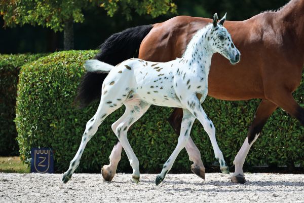 Jackspot Sitte Z