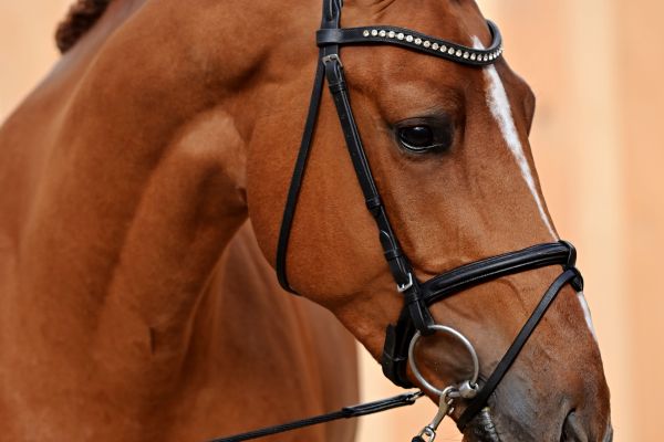 DECADANCE AC Z 4 DECADANCE AC Z 4