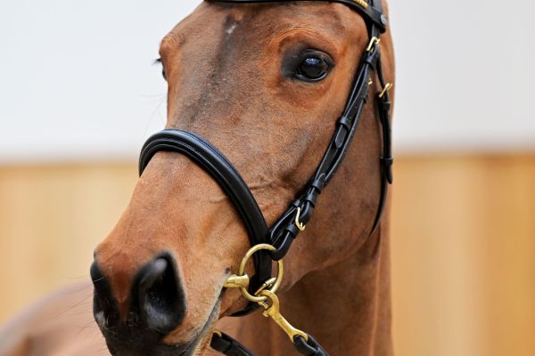 EL CARLOTTA VAN 'T KELSHOF Z 4 EL CARLOTTA VAN 'T KELSHOF Z 4