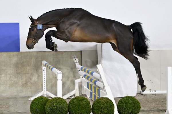 BALOU BOY VAN 'T LANGERIETHOF BALOU BOY VAN 'T LANGERIETHOF