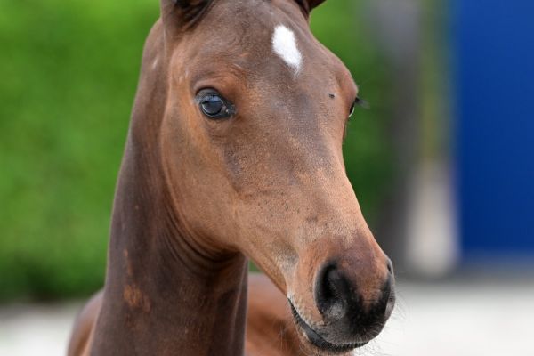 cupcake-jt-z cupcake-jt-z